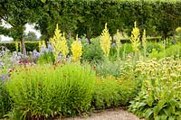 Gravel garden, Verbascum olympicum, Campanula lactiflora Pritchard's Variety, Phlomis russeliana, Helenium Moerheim Beauty 