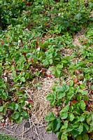 Straw mulch with straw, Fragaria 