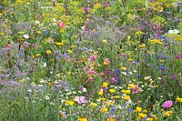 Flower meadow with herbs, Malva trimestris, Borago officinalis, Anethum graveolens, Calendula officinalis, Centaurea cyanus, Leucanthemum, Matricaria chamomilla 