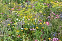 Flower meadow with herbs, Malva trimestris, Borago officinalis, Anethum graveolens, Calendula officinalis, Centaurea cyanus, Leucanthemum, Matricaria chamomilla 