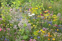 Flower meadow with herbs, Malva trimestris, Borago officinalis, Anethum graveolens, Calendula officinalis, Centaurea cyanus, Leucanthemum, Matricaria chamomilla 