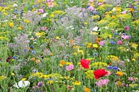 Flower meadow with herbs, Malva trimestris, Borago officinalis, Anethum graveolens, Calendula officinalis, Centaurea cyanus, Leucanthemum, Matricaria chamomilla 