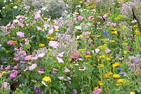 Flower meadow with herbs, Malva trimestris, Borago officinalis, Anethum graveolens, Calendula officinalis, Centaurea cyanus, Leucanthemum, Matricaria chamomilla 