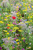 Flower meadow with herbs, Malva trimestris, Borago officinalis, Anethum graveolens, Calendula officinalis, Centaurea cyanus, Leucanthemum, Matricaria chamomilla, Papaver rhoeas 