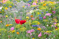 Flower meadow with herbs, Malva trimestris, Borago officinalis, Anethum graveolens, Calendula officinalis, Centaurea cyanus, Leucanthemum, Matricaria chamomilla, Papaver rhoeas 