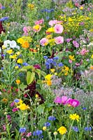 Flower meadow with herbs, Malva trimestris, Borago officinalis, Anethum graveolens, Calendula officinalis, Centaurea cyanus, Leucanthemum, Matricaria chamomilla 