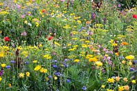 Flower meadow with herbs, Malva trimestris, Borago officinalis, Anethum graveolens, Calendula officinalis, Centaurea cyanus, Leucanthemum, Matricaria chamomilla 