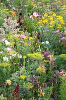 Flower meadow with herbs, Malva trimestris, Borago officinalis, Anethum graveolens, Calendula officinalis, Centaurea cyanus, Leucanthemum, Matricaria chamomilla 