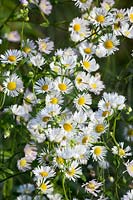 Portrait of fine-beam, Erigeron annuus 