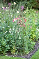 Cottage garden with sweet peas, Lathyrus odoratus 