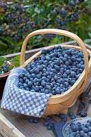 Basket of blueberries, Vaccinium corymbosum Legacy 