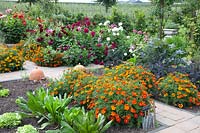 Vegetable garden, Dahlia, Tagetes patula Favorite Red, Cichorium, Brassica oleracea Redbor 