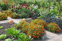 Vegetable garden, Dahlia, Tagetes patula Favorite Red, Cichorium, Brassica oleracea, Lactuca sativa 