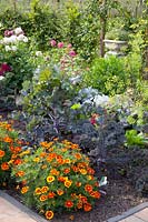 Vegetable garden, Dahlia, Tagetes patula Favorite Red, Brassica oleracea Redbor, Foeniculum vulgare 