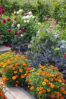 Vegetable garden, Dahlia, Tagetes patula Favorite Red, Brassica oleracea Redbor 