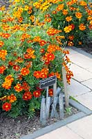 Tagetes patula Favorite Red and plant labels 
