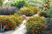 Kitchen garden, Dahlia, Tagetes patula Favorite Red, Ocimum basilicum 