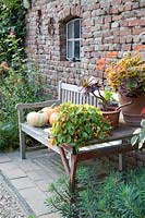 Bench with pots, Begonia sutherlandii, Aeonium, Pelargonium hortorum Vancouver 