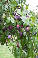 Plum, Prunus domestica Belle de Louvain 