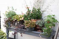 Plant collection, Pelargonium hortorum Vancouver, Sempervivum, Begonia 