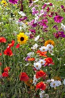 Corn poppy with cosmos and sunflower, Papaver rhoeas, Cosmos bipinnatus, Calendula officinalis 