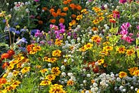 Bed with annuals, Tagetes patula, Zinnia elegans, Ageratum, Alyssum, Lobularia maritima 