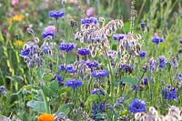 Cornflower and borage, Centaurea cyanus, Borago officinalis 