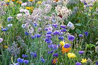 Bed with cornflower, marigold and borage, Centaurea cyanus, Borago officinalis, Calendula officinalis 