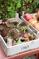 Withered sunflowers in a wooden box 