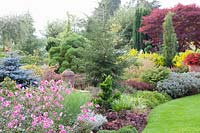 Heath garden with autumn anemone, Anemone hupehensis Splendens 