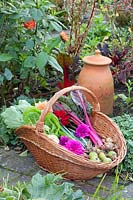 Vegetables in the harvest basket 