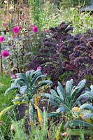 Kale and kale in autumn, Brassica oleracea Nero di Toscana, Brassica oleracea Redbor 