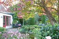 Autumn garden with pagoda dogwood, Cornus controversa 