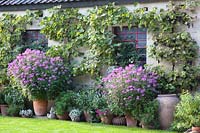 Spider plants in pots and grape vines, Cleome spinosa Senorita Rosalita, Vitis vinifera Regent, Vitis vinifera Phoenix 