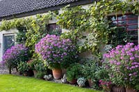 Spider plants in pots and grape vines, Cleome spinosa Senorita Rosalita, Vitis vinifera Regent, Vitis vinifera Phoenix 