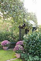 Autumn garden with pear tree, Pyrus communis Delicious from Charneux 
