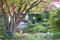 Autumn garden with pagoda dogwood, Cornus controversa 
