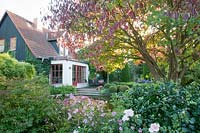 Autumn garden with pagoda dogwood, Cornus controversa 