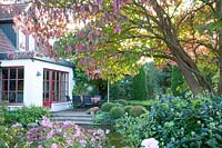 Autumn garden with pagoda dogwood, Cornus controversa 