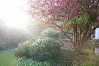 Autumn garden in the mist, pagoda dogwood, Cornus controversa 