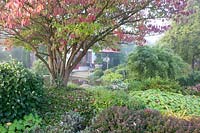 Autumn garden in the mist, pagoda dogwood, Cornus controversa 