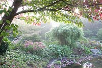 Autumn garden in the mist, pagoda dogwood, stonecrop, Cornus controversa, Sedum Herbstfreude 