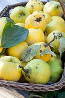 Quinces in a basket, Cydonia oblonga 