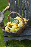Quinces in a basket, Cydonia oblonga 
