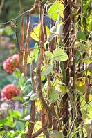 Unharvested runner beans in autumn, Phaseolus vulgaris 