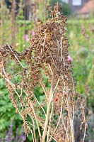 Seeds of orache, Atriplex hortensis 