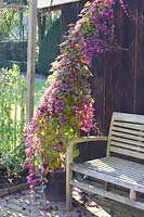 Purple bellflower, Rhodochiton atrosanguineus 