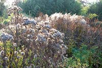 Seed heads, Miscanthus sinensis Flamingo 