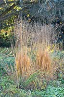 Moor grass, Molinia arundinecea Smokey 