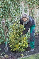 Planting Ilex altaclerensis Golden King with root ball 